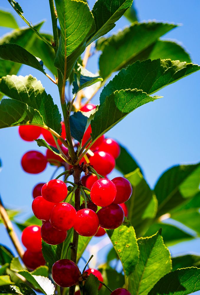 Cherries on the branch, Yakima, Washington State, USA.